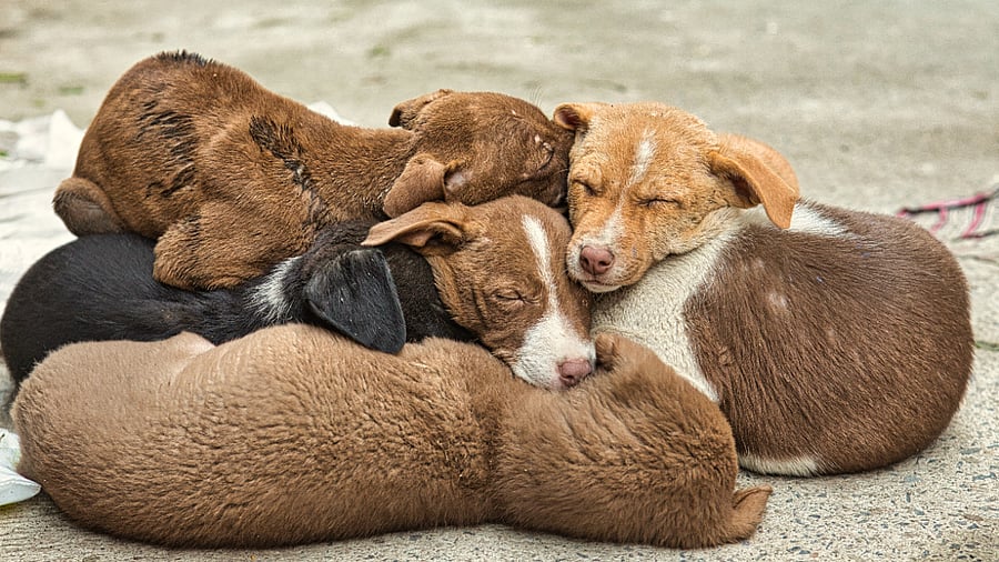 Representative image. Credit: iStock Images