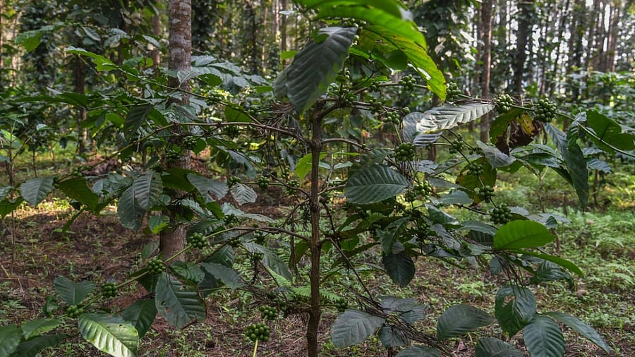 Representative Image. Credit: DH File Photo