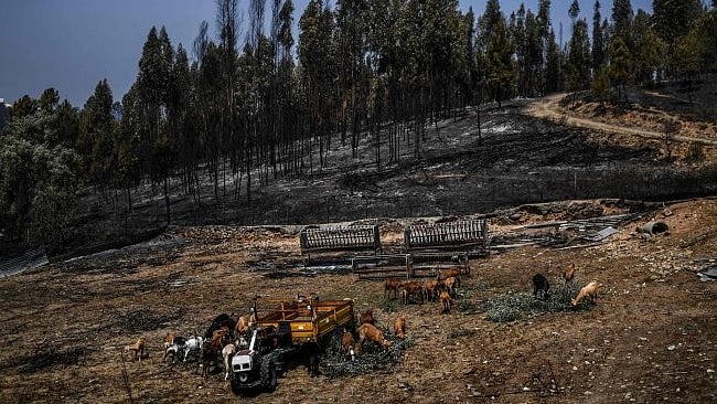 A herd of goats graze close to a burnt forest in Roda village, Macao, central Portugal. - Faced with devastating fires that are likely to increase with global warming, Spain and Portugal are faced with the imperative to better manage their forests so that tens of thousands of hectares do not go up in smoke each summer. Credit: AFP Photo