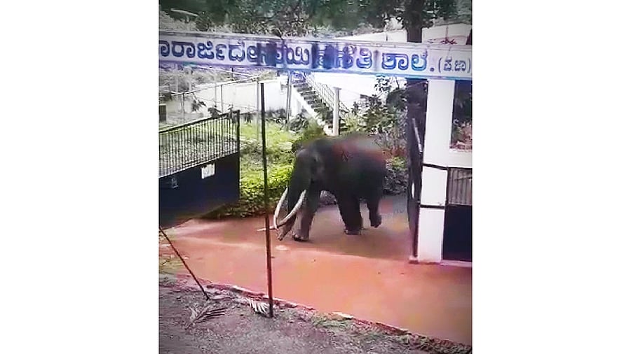 The wild animal entered the school campus after damaging the solar fence behind the institution. Credit: Special Arrangement
