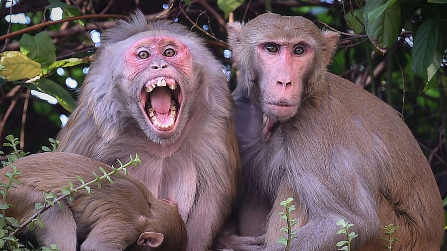 Representative Image. Credit: PTI Photo