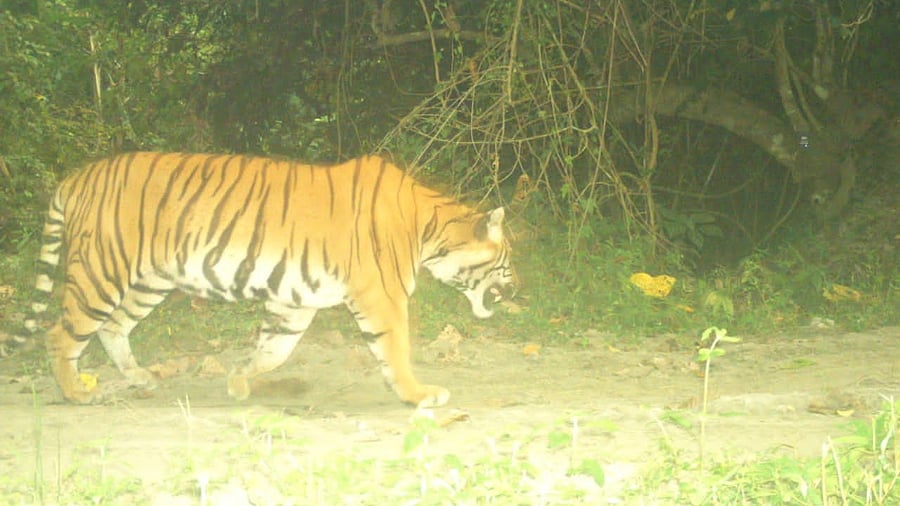 Credit: Manas National Park