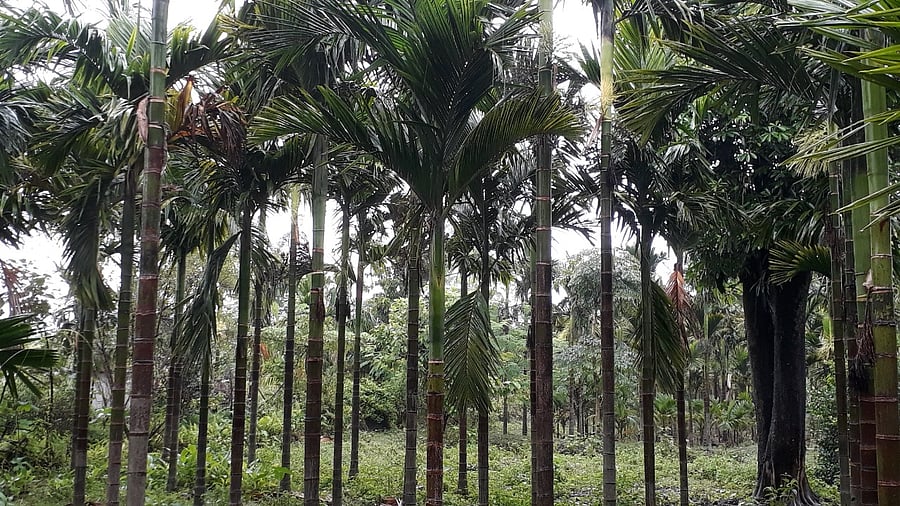 Betel nut trees at Guwabari in Assam's Tamulpur district. Credit: DH photo