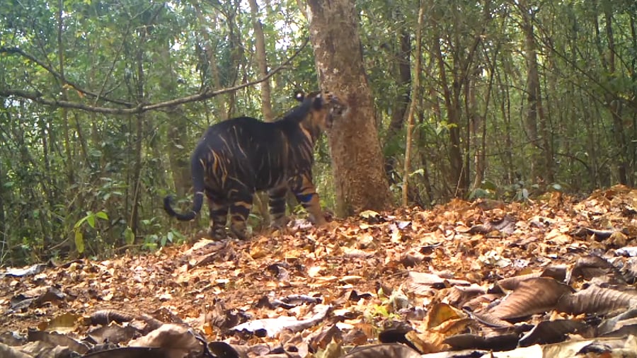 Black tiger. Credit: Twitter/@susantananda3