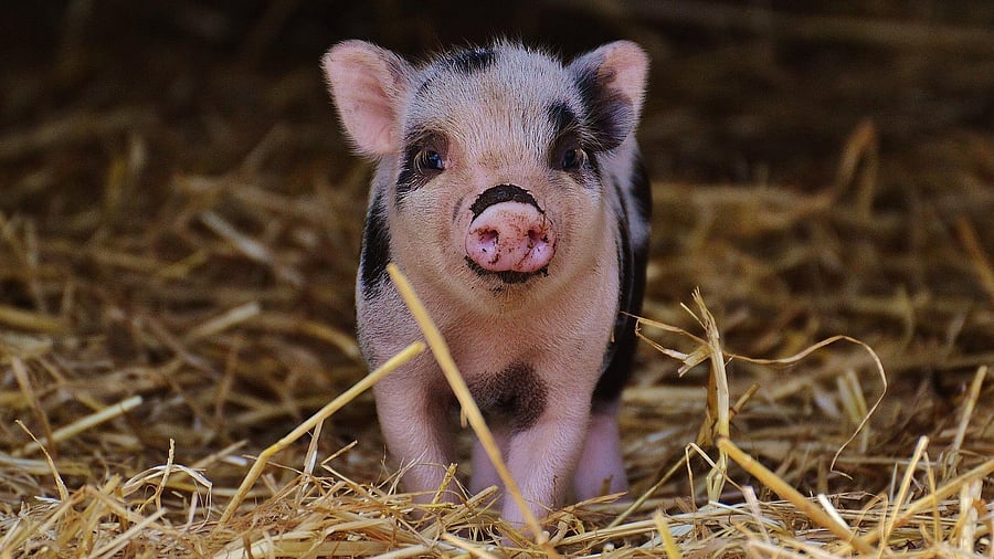 <div class="paragraphs"><p>The incident sparked a statewide outrage and was condemned in the assembly on Monday.</p><p>(Representative image)</p></div>