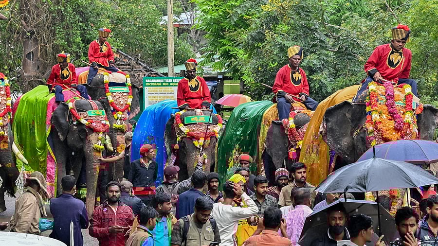 Dasara elephants are all set to begin their journey from the forest at Veeranahosahalli to Mysuru on Sunday. Credit: DH Photo