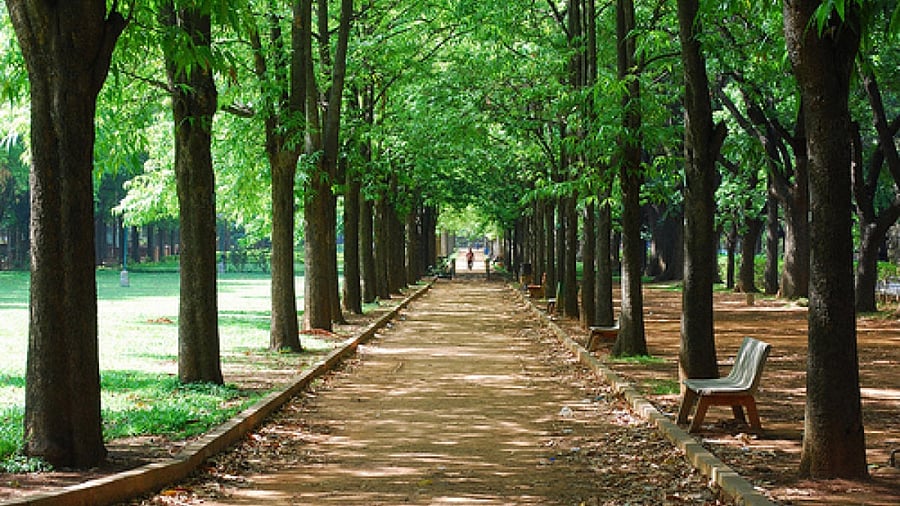 Representative Image. Credit: DH File Photo