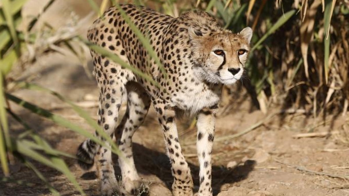Cheetahs – to be kept in quarantine for 30 days before their release in ...