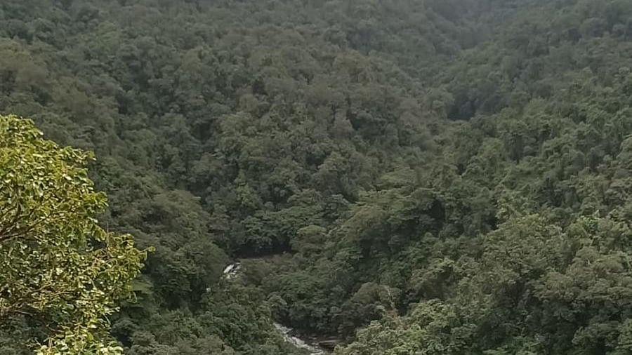 Dense forests in Khanapur in Belagavi district. Credit: DH File Photo