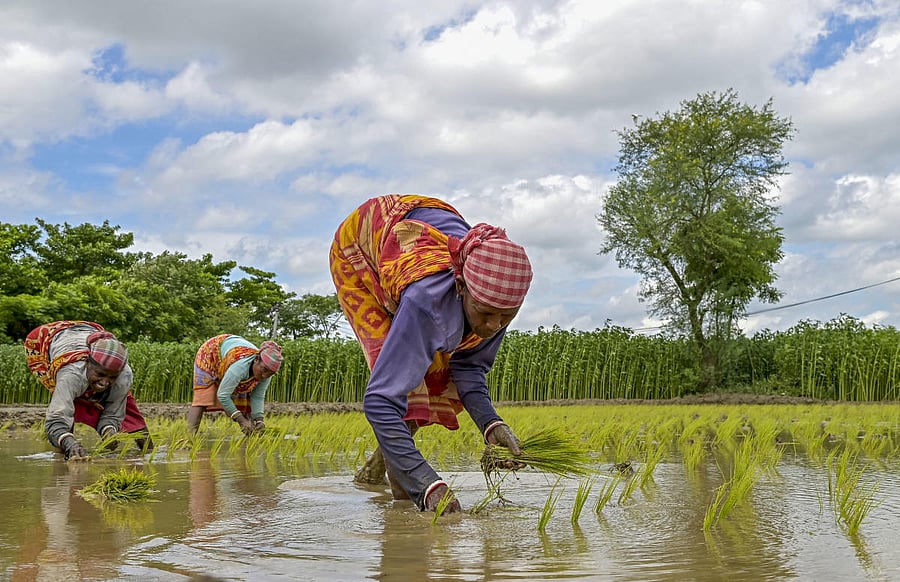 Women workers plant paddy saplings in a field in Nadia district. PTI PHOTO