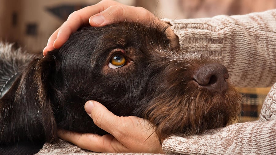Representative image. Credit: Getty images