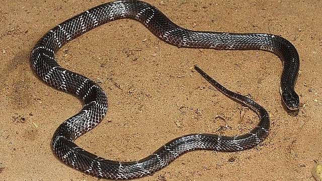 Common krait. Credit: Wikkimedia Commons