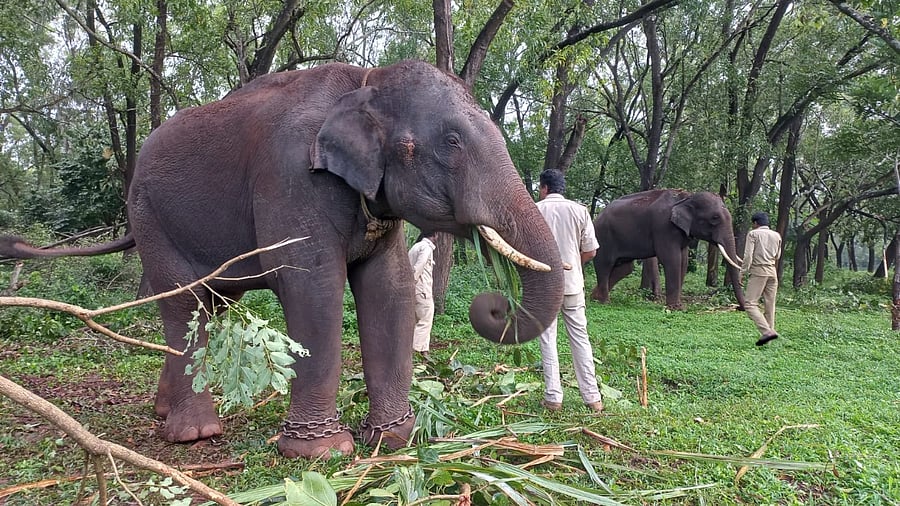 Elephants Arjun and Aale being readied for leopard tracing drive in the premises of Golf Course in Belagavi on Wednesday. Credit: DH Photo/Ekanath Agasimani