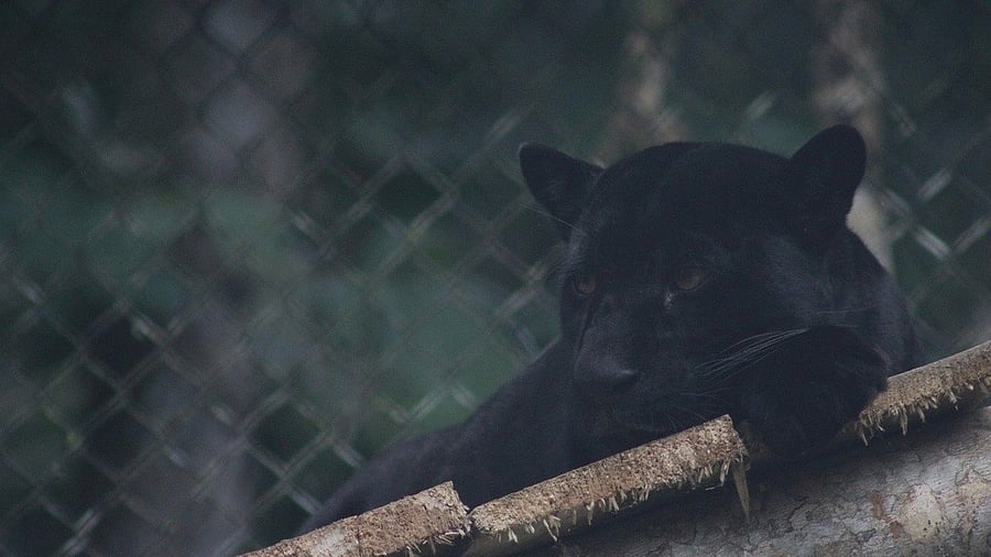 Representative image. Credit: Pixabay Photo