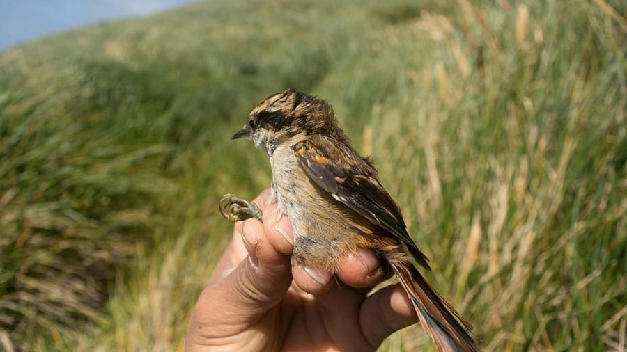 A newly identified bird, named 'Rayadito Subantartico' (Aphrastura subantarctica), is seen at Gonzalo island, Cabo de Hornos area, Magallanes region, Chile. Credit: Reuters photo/Universidad de Magallanes-Centro Internacional Cabo de Hornos
