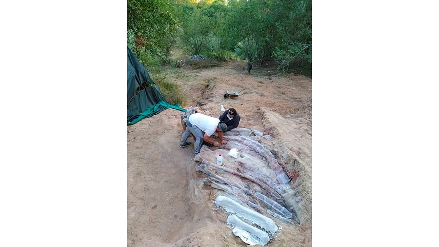 Excavation works of the remains of a sauropod dinosaur, in Pombal. Credit: Reuters Photo