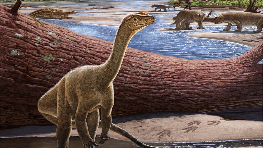 Mbiresaurus raathi. Credit: Twitter/@VTechmeetsPaleo/Art by Atuchin