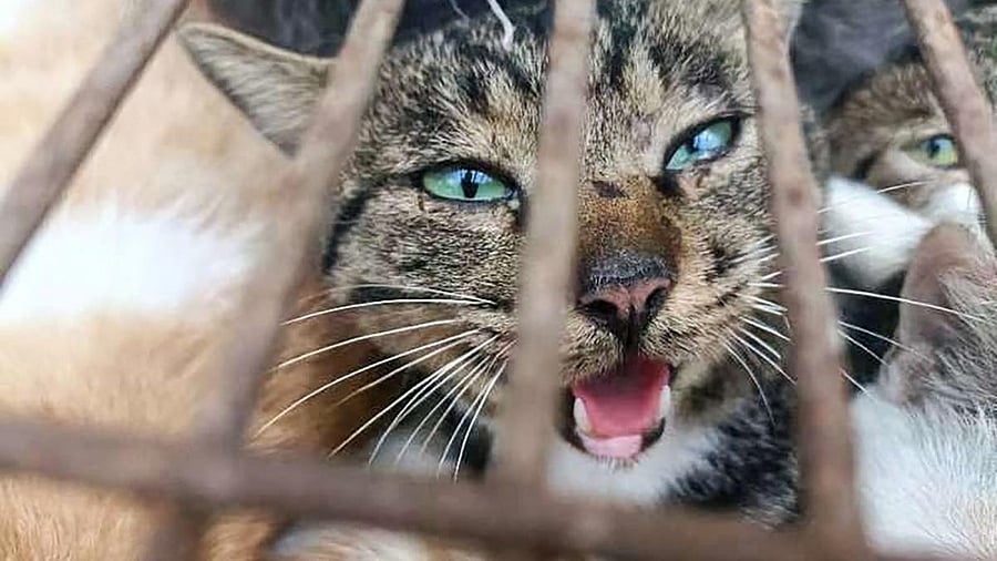 The animals were crammed into rusty cages when they were found by police in the eastern city of Jinan in Shandong province. Credit: AFP Photo