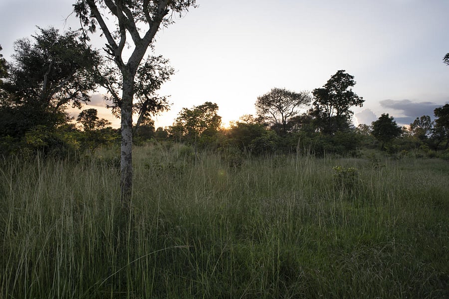 A sprawling view of the Bengaluru's last standing grassland at Hesaraghatta. Credit: DH Photo