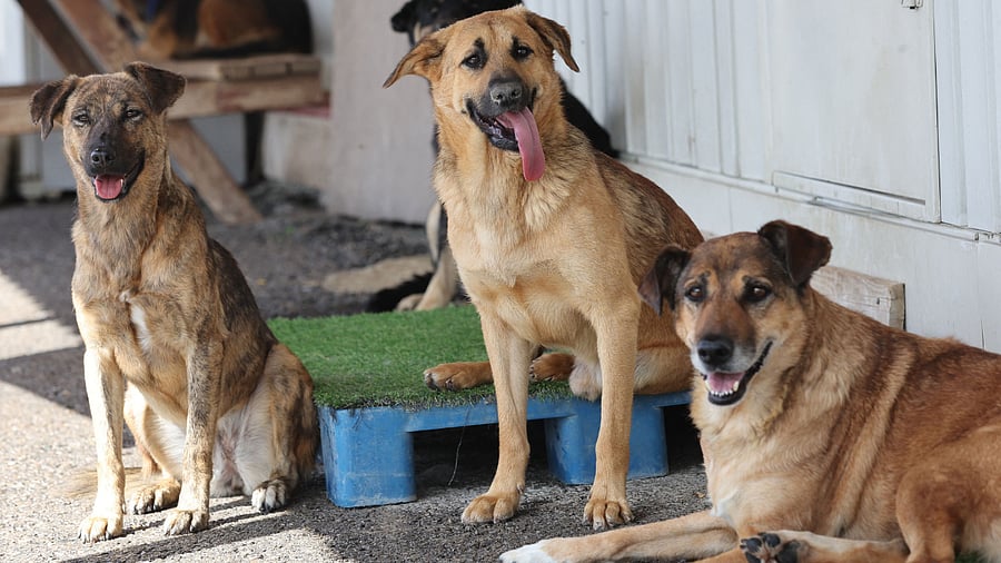 Representative image. Credit: AFP File Photo