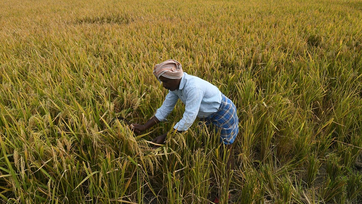 धान की कटाई करते किसान