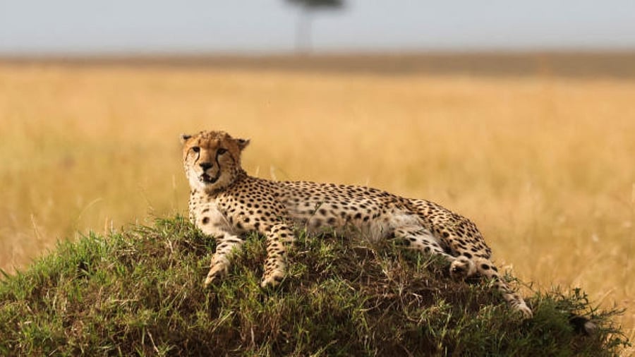 Representative Image. Credit: Reuters Photo