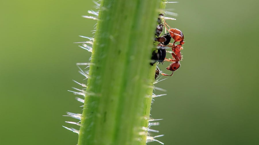 How do ants make climbing walls, ceilings and other surfaces look so easy? Credit: Pixabay Photo