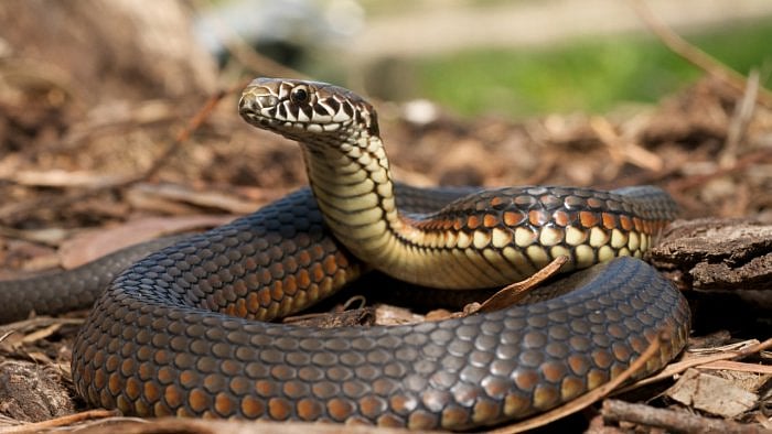 Snake. Credit: iStock Photo