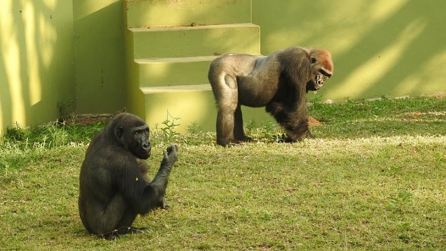 Gorilla siblings Demba and Thabo at Sri Chamarajendra Zoological Gardens, in Mysuru, recently. Credit: Special Arrangement