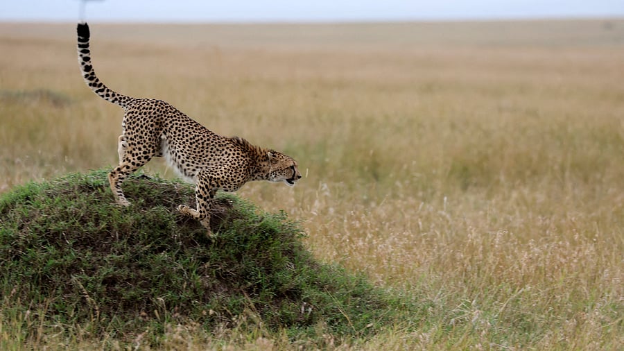 Eight radio-collared African cheetahs, five female and three male, reached their final destination after an 8,000 km journey from Namibia. Credit: Reuters Photo