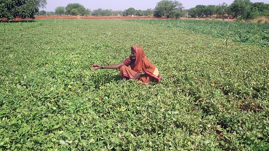 Waterlogging in fields during the harvest season is called wet drought. Credit: DH Photo