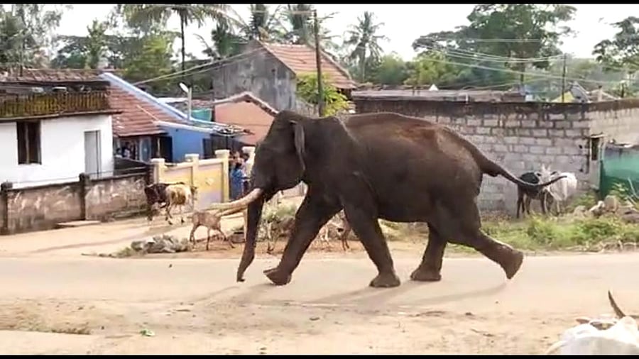Wild jumbo runs amok at Budanuru village, in HD Kote taluk of Mysuru district on Monday. Credit: DH Photo