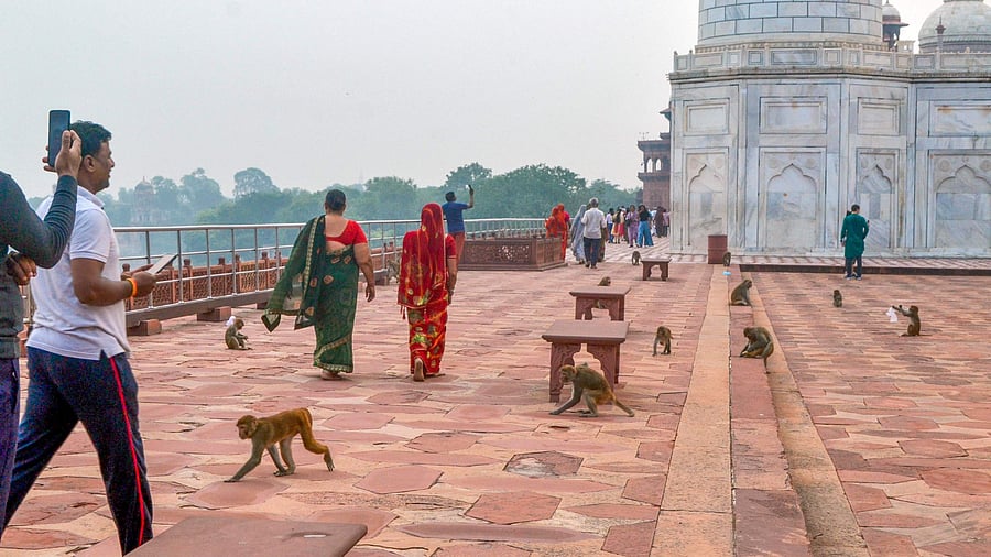 Solanki said a tourist from Tamil Nadu was bitten by a monkey on September 11 and a day later, a woman tourist from Sweden was also attacked. Credit: PTI Photo