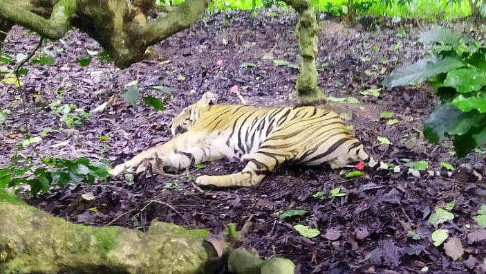 The 13-year-old male tiger was captured after tranquilizing it. Credit: DH Photo