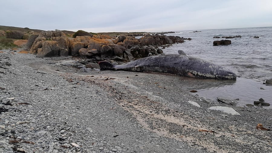 A beached sperm whale is seen at bay in King Island, Tasmania. Credit: Reuters Photo