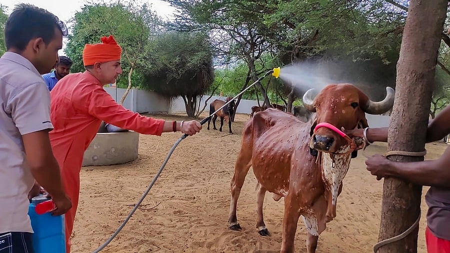A cow infected with lumpy skin disease being treated at a farm. Credit: PTI Photo