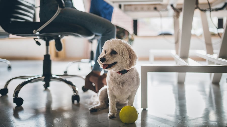A dog. Credit: iStock Photo