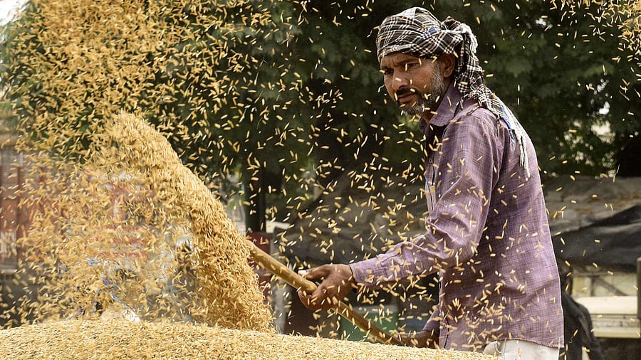 Early this month, the government had banned export of broken rice and imposed a 20 per cent export duty on non-basmati rice to boost domestic supplies paddy crop acreage in this kharif season. Credit; AFP Photo