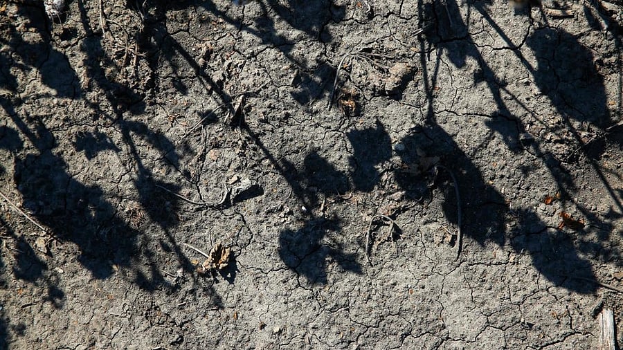 Shadows of cotton plants. Representative image. Credit: AFP File Photo