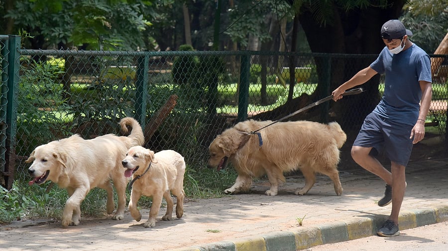 Representative image. Credit: DH file photo