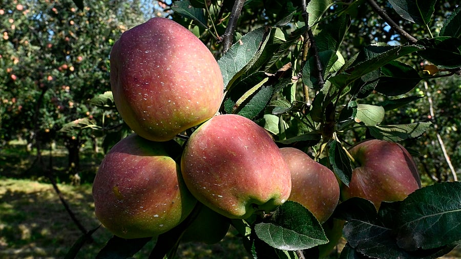 Apples are ready to be harvested in an orchard in Shopian district of southern Kashmir valley. Credit: AFP Photo