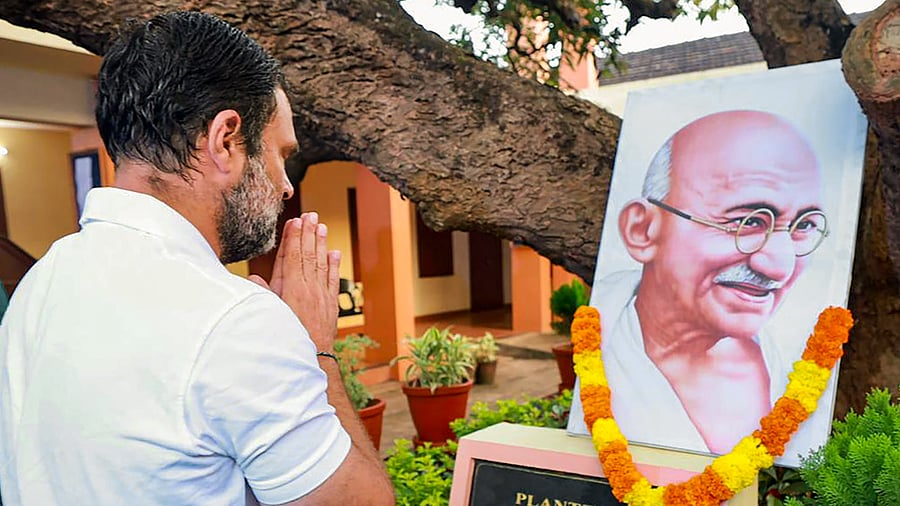  Congress leader Rahul Gandhi pays tribute to a mango tree planted by Mahatma Gandhi at Union Christian College Aluva. Credit: PTI Photo