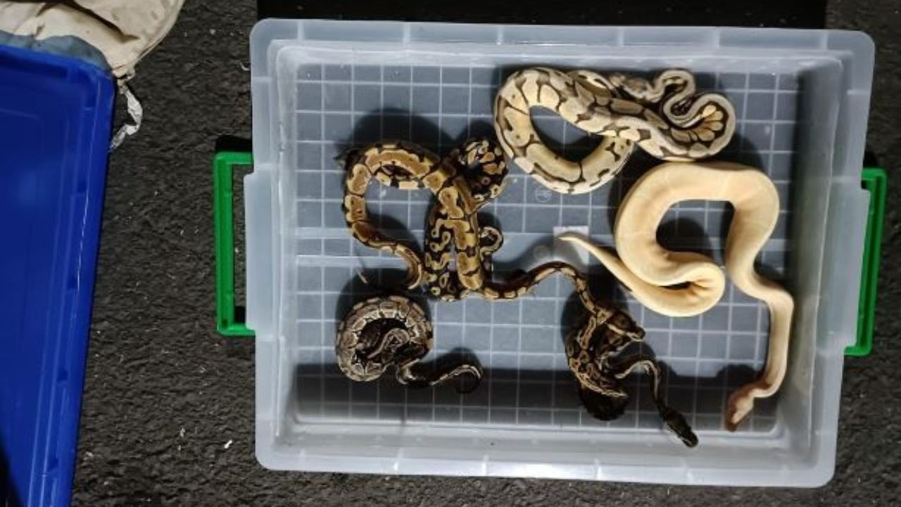 Credit: Twitter/@ANI