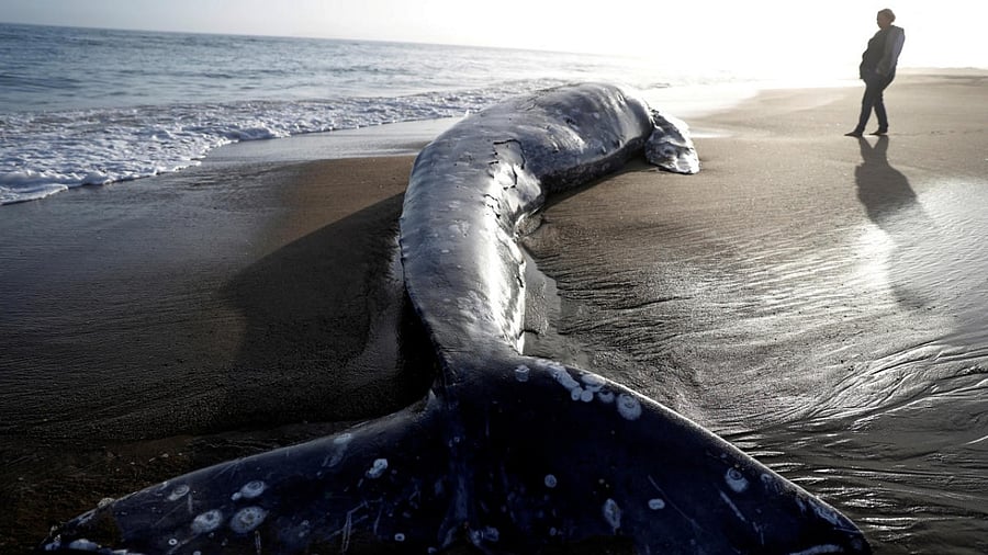  A dead gray whale. Credit: Reuters 