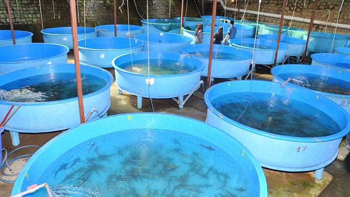 A fish breeding farm. Credit: iStock Photo