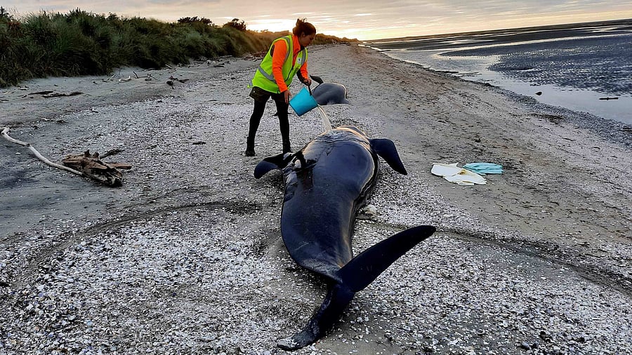 Scientists still do not fully understand why mass strandings occur. Credit: AFP File Photo