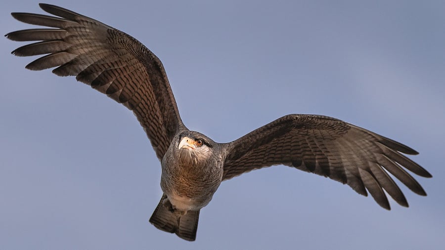 In fact, the hawks simply turned on a near constant radius into the swarm, flying along an almost circular arc.  Credit: iStock Photo
