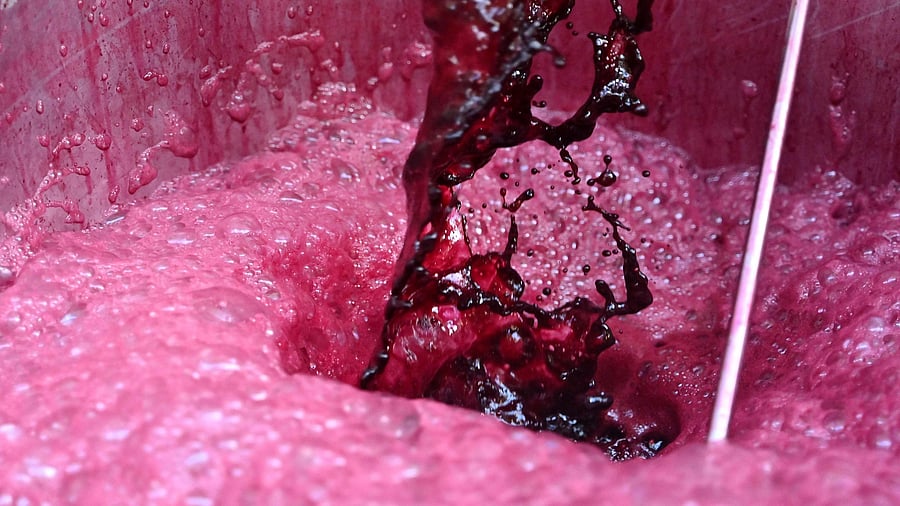 Koshu has been produced in the mountainous region of Yamanashi since the first commercial vineyards were established there in the 1870s. Credit: AFP Photo