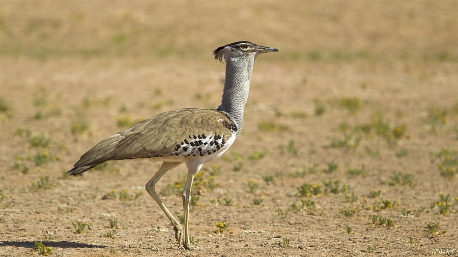 Great Indian Bustard. Credit: iStock Photo