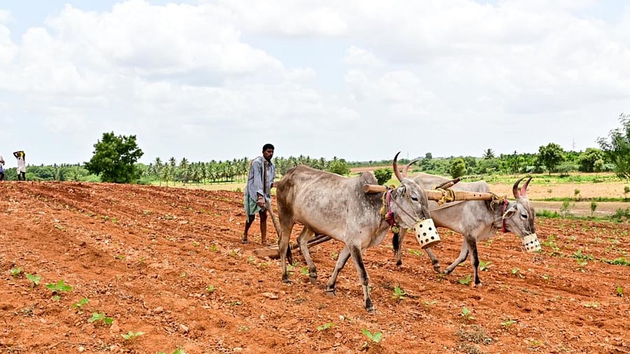 Non-performing assets in the agriculture sector have risen from Rs 18,651.10 crore as on March 31, 2022 to Rs 20,621.12 crore on June 30, 2022, according to the latest available data. DH File Photo